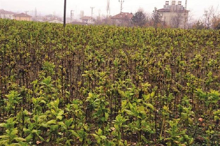 Bronze Age Anatolian site planted with tobacco