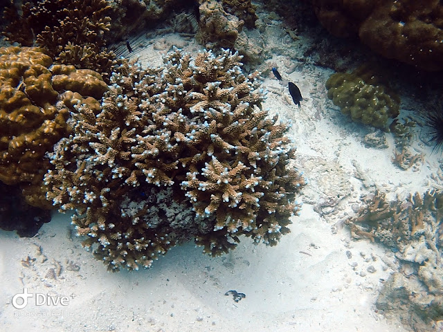 Koh Lipe diving