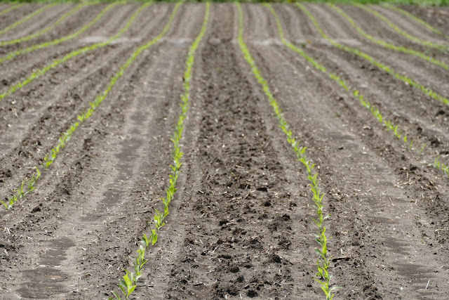 spring planting