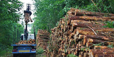 Expoitation de bois dans une forêt européenne 