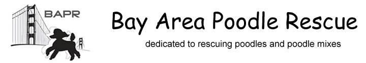 Bay Area Poodle Rescue