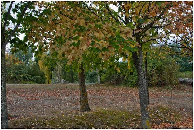 Árboles empezando a adquirir los tonos ocres del otoño