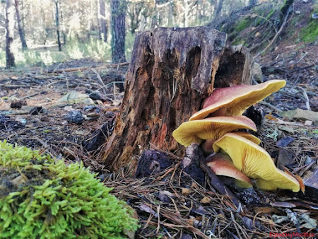 Tricholoma Rutilans