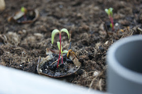 Tutorial: DIY selbstbewässernde Pflanzbox für's urban gardening