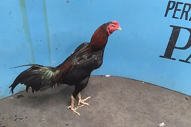 Ayam Bangkok Pukul K.O 2020