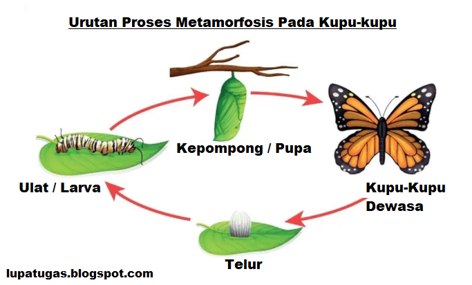 Urutan Proses  Metamorfosis  pada Kupu  kupu  Lupa Tugas