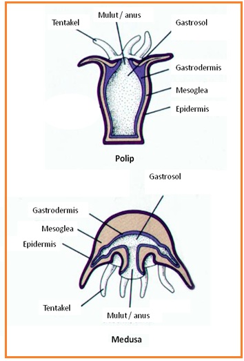 BIOLOGI GONZAGA: ANIMALIA PORIFERA - COELENTERATA