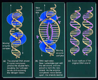 estructura del adn. La estructura del ADN