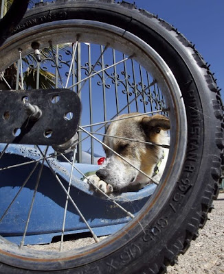  Roller Legs for a Paralyzed Dog (8 pics)