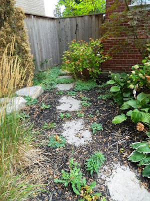 Forest Hill front yard fall clean up before by Paul Jung Gardening Services Toronto