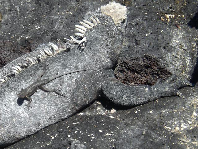 Isla Fernandina, Islas Galápagos