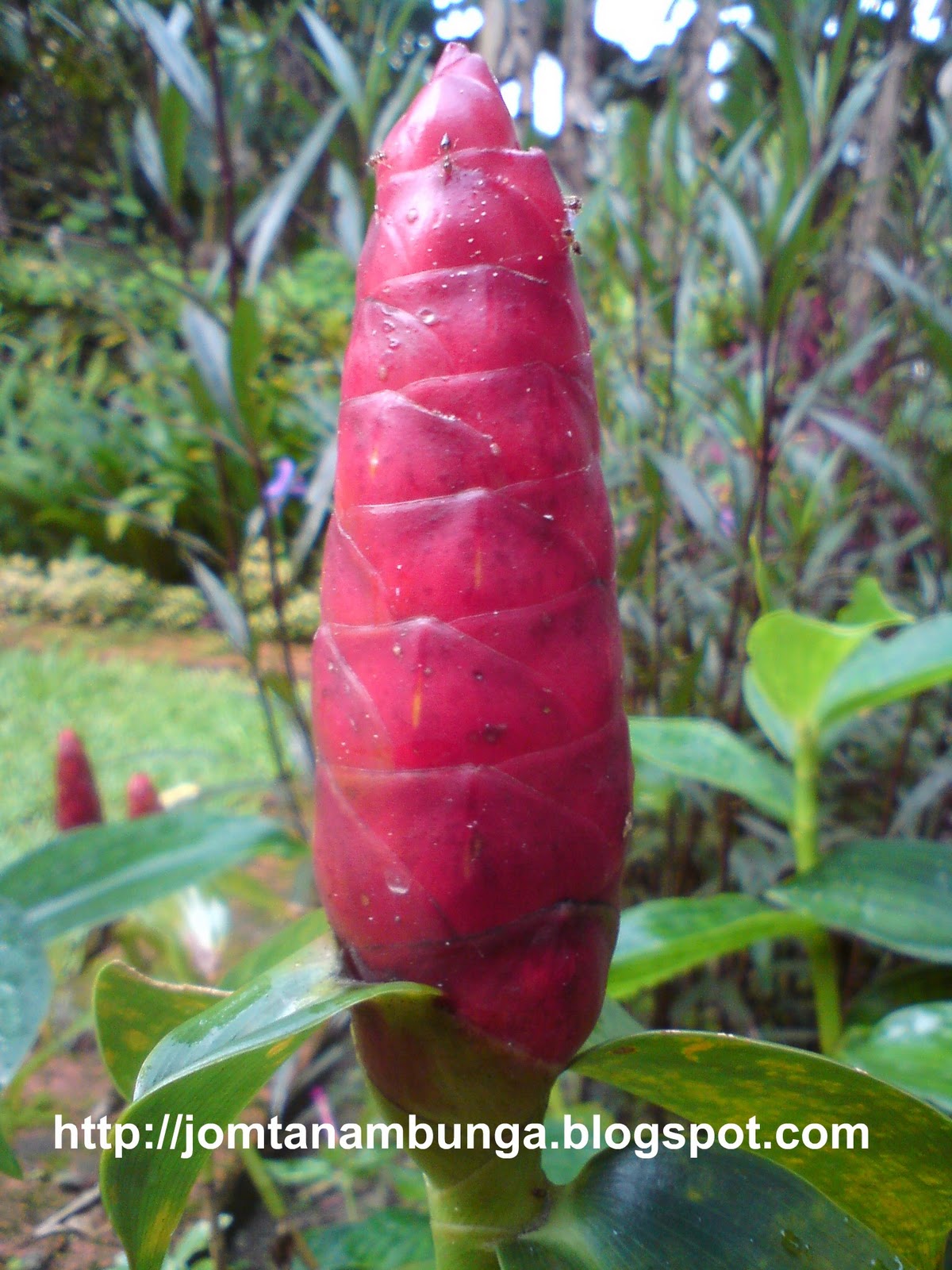 Jom Tanam Bunga: Pokok Bunga Red Button Ginger