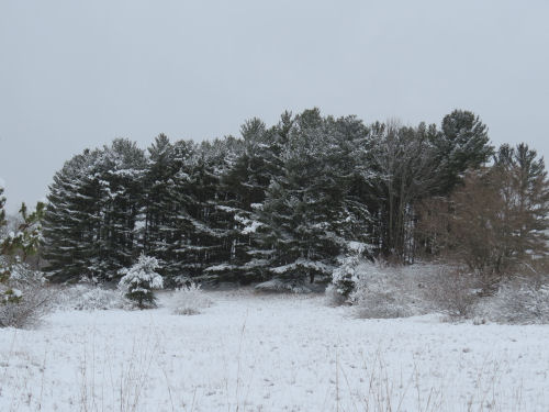 snowy trees