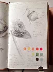 Eucalyptus formosa sketchbook study page detail