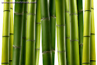 Bamboo Jungle2