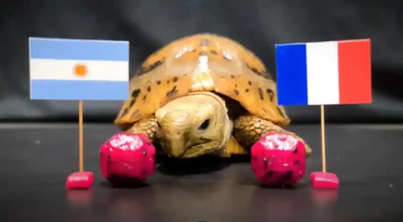 world cup finals turtle prediction