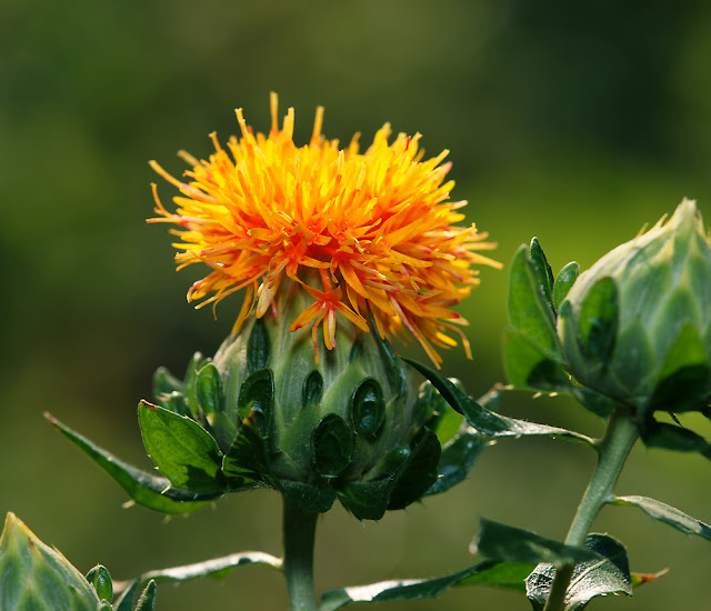 Сафлор красильный (Carthamus tinctorius)