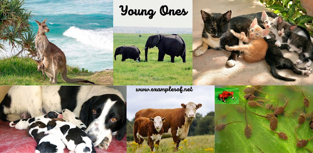 75 + Examples of Animals and Their Young Ones | Young Animals | Easy English Lessons | Exam Oriented