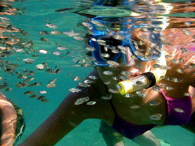 Maya Bay snorkel