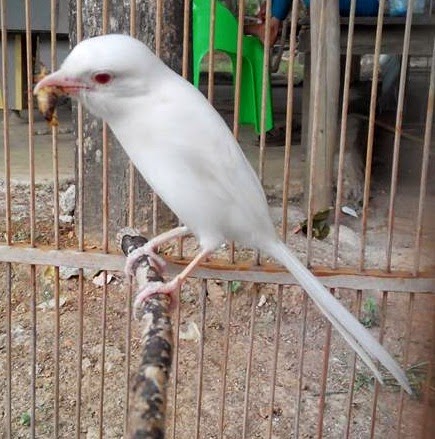  Jenis  Jenis Burung Pentet  Lokal atau Madura