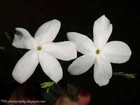 Jasminum officinale