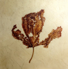 Decaying leaf painting, watercolour on vellum