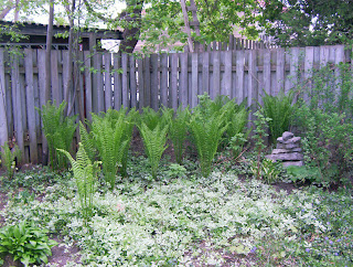 Ferns in the South West corner