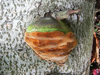 Phellinus hartigii