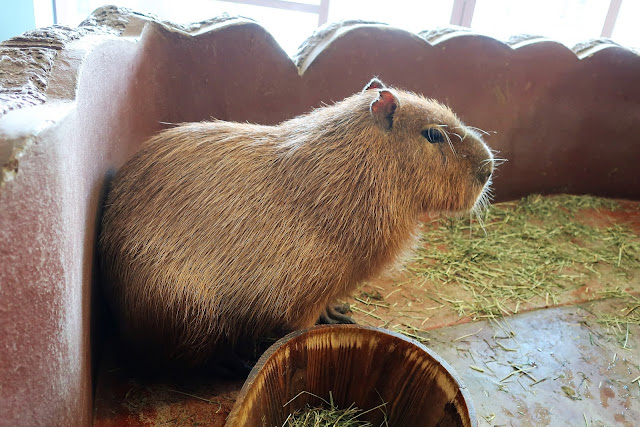 ひらパー どうぶつハグハグたうん カピバラ