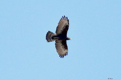 Oriental Honey-buzzard - resident