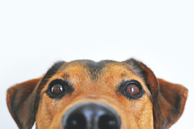 Portrait of a dog's nose eyes and ears, for a new post at Fellow Creatures.