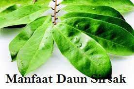 Manfaat Daun Sirsak untuk kesehatan