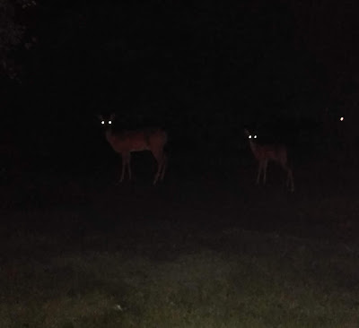 A doe and a fawn in the night, their eyes look spooky, low light, flash