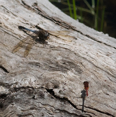 Blue Skimmer and Wandering Percher