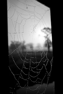 Photo of a spiders web in a window