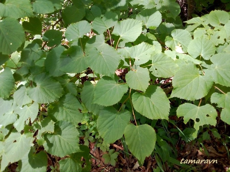 Липа амурская (Tilia amurensis)