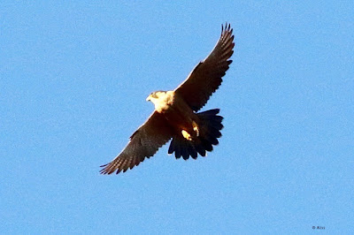 Peregrine Falcon (Shaheen) resident