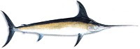 IKAN MARLIN