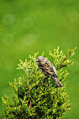 fotografia przyrodnicza, zieleń, bokeh