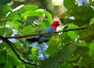 Moluccan king parrot