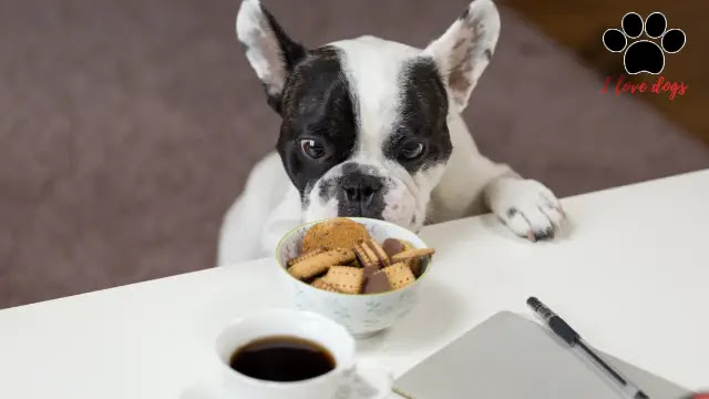 How Often Should I Feed My Dog – Dog Feeding Schedule