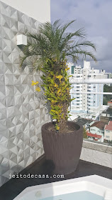 orquidea-na-palmeira-fenix