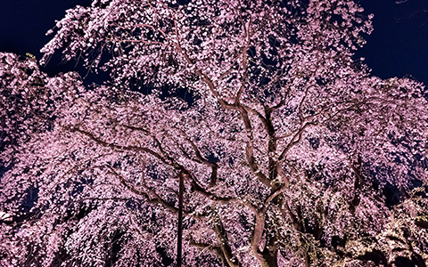 Beautiful landscape trees for alpharetta georgia include flowering species like the weeping cherry