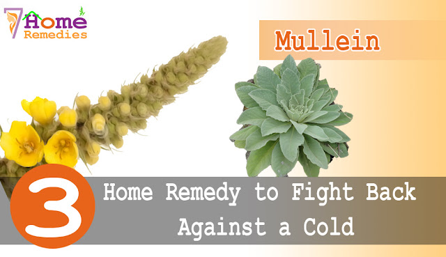 Mullein for cold disease