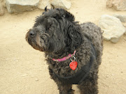 Small dog playgroup at Earthdog Denver today