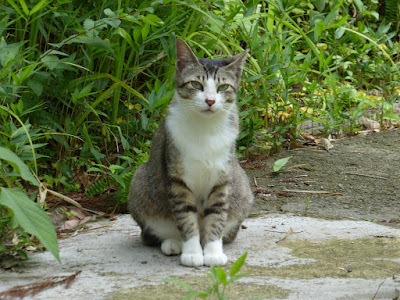 花博記念公園鶴見緑地 花の谷で見かけた猫