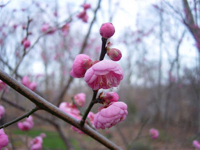 Prunus mume 'Peggy Clarke'