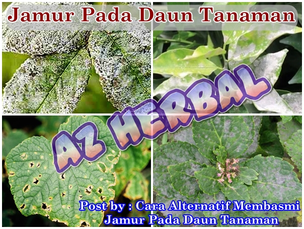 Cara Alternatif Membasmi Jamur Pada Daun Tanaman