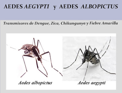 http://www.ceip.edu.uy/documentos/galerias/prensa/1243/pre_aedes_aegypti.pdf