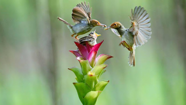 foto burung